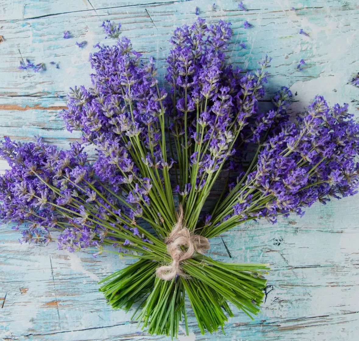 Lavender Buds