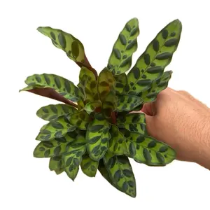 Calathea Rattlesnake Plant - 4 Inch