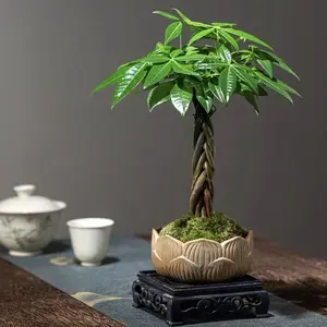LZ01 Live Stream Exclusive Link 4 Inch 5-Braid Money Tree | Classic Braided Trunk & Lush Evergreen Leaves | Perfect for Indoor Home Decor & Houseplant Collection