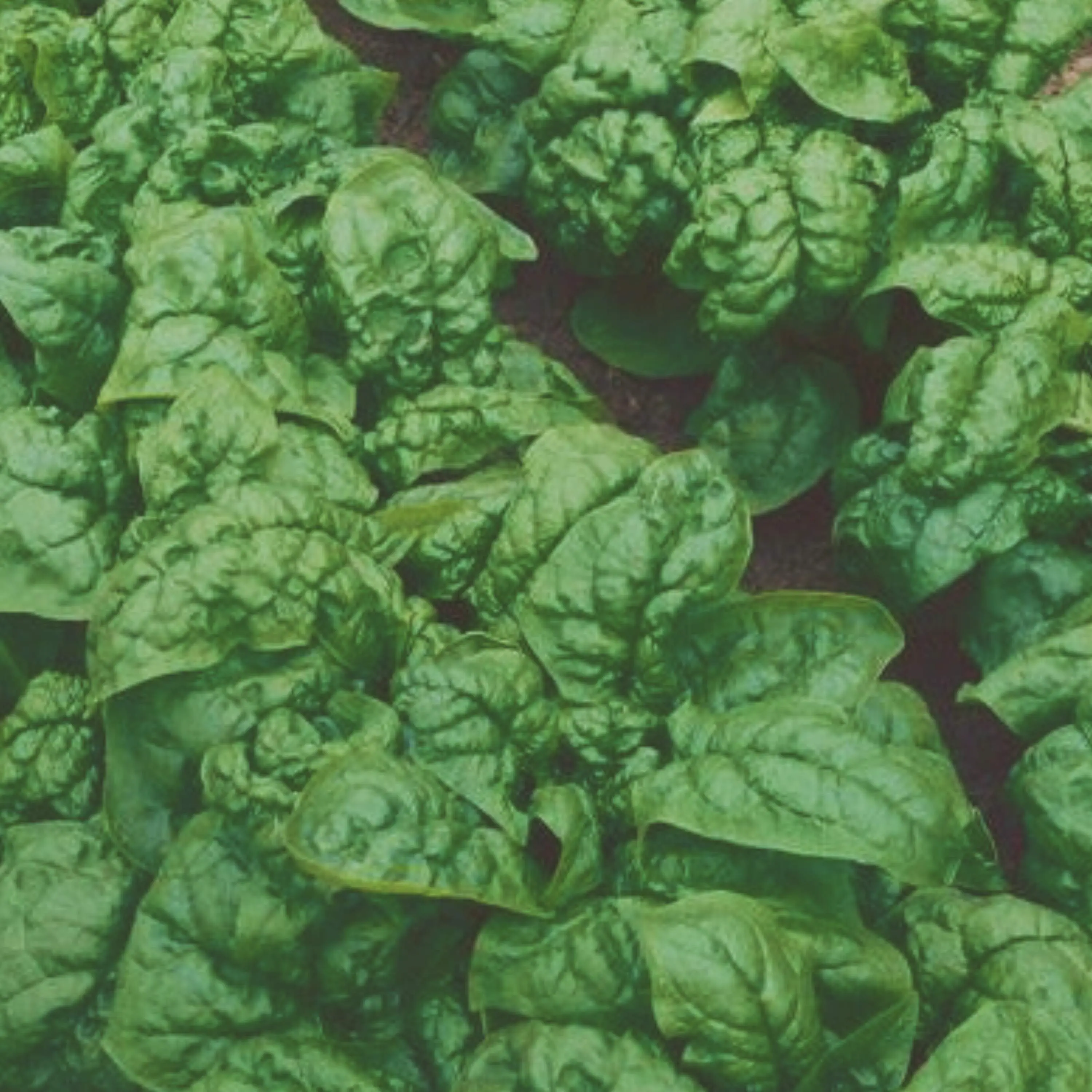 Heirloom Bloomsdale Spinach Seeds - Organic and Regenerative Gardening Seeds