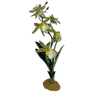 Komodo Spider Orchid Plant w/Gravel