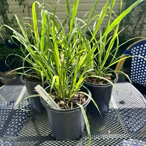 Lemon Grass 8” Potted Plant - Perfect for Indoor Gardening and Fresh Aromas