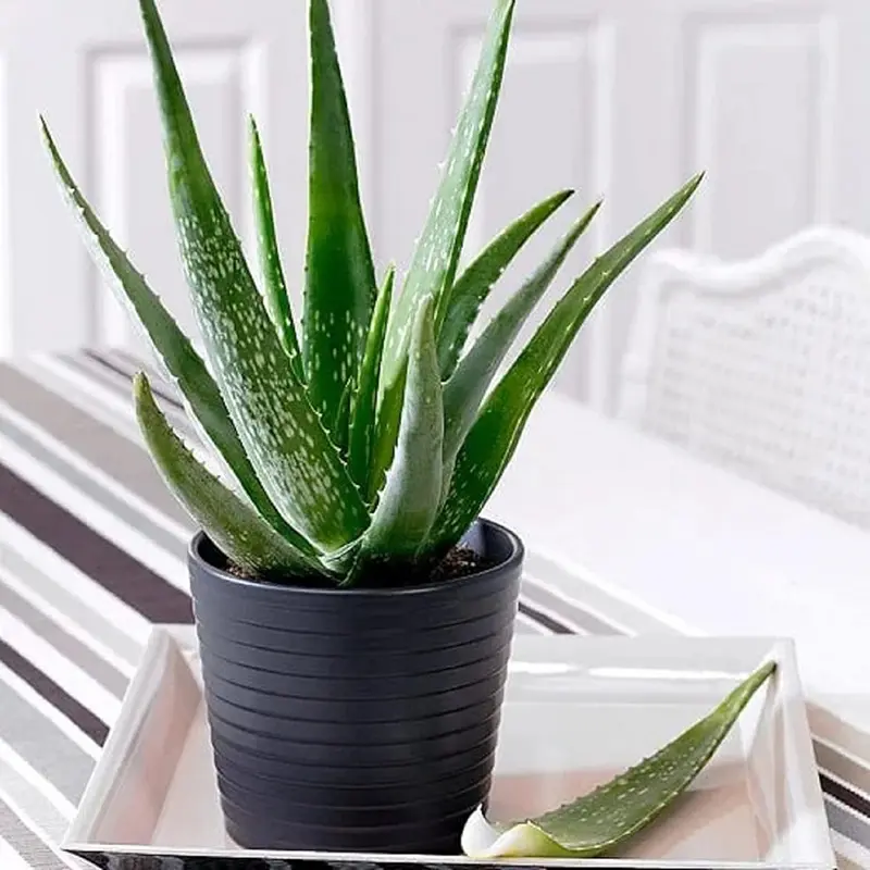 house plants palms identify Large Majesty Palm Houseplant with Planter - Large (3-4' tall) Sand Planter