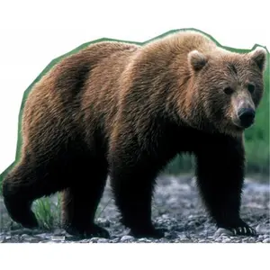 Advanced Graphics  Grizzly Bear Life-Size Cardboard Stand-Up, Decor, Wall, Decoration, Standing