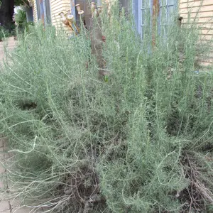 California Sagebrush Seeds (Artemisia californica) – Fragrant native shrub with feathery silver leaves. Excellent for pollinators, drought-tolerant gardens, and habitat restoration.
