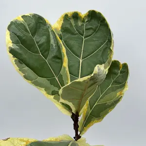 Variegated Ficus Lyrata Golden sunshine 6” Pot – Rare Fiddle Leaf Fig | Bright Light Indoor Plant | Tropical Home Decor
