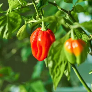 Organic Red Habanero Pepper Seeds (Capsicum chinense) – Fiery Hot, Fruity Flavor, Ideal for Hot Sauces and Salsas – 10+ Seeds