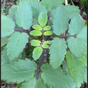 Leaf of Life Plant
