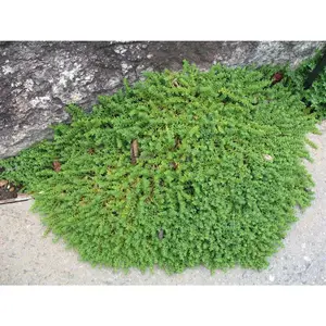 Green carpet ,rupturewort seeds, Herniaria Glabra