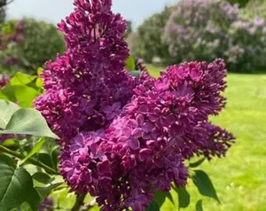 Monge Lilac Plant, SYRINGA , Starter Potted Plant, Dark Purple/Red Flowers, Shrub, Border Starter Plant ship in pot  4 inch to 6 inch tall  - Dormant/Leafless