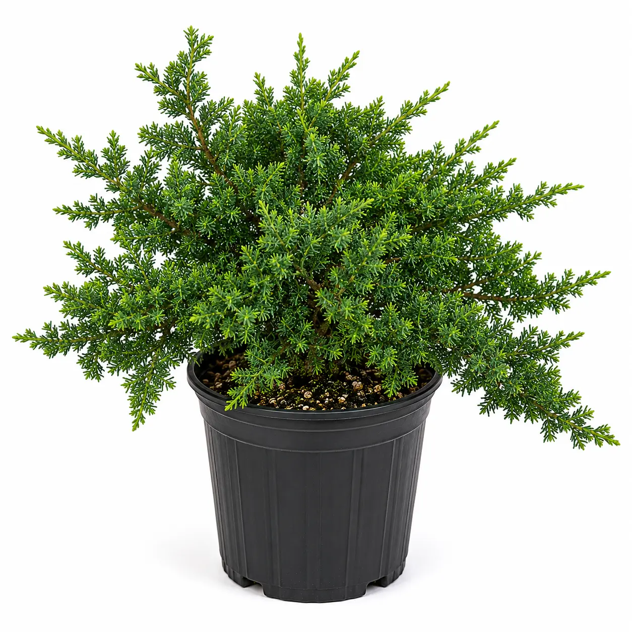 Juniper Bonsai Tree in Half Gallon Pot - Pre Bonsai