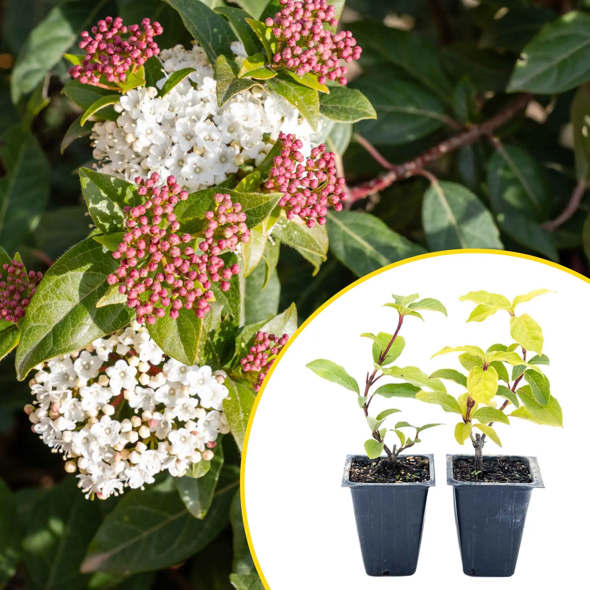 2 Spring Bouquet Viburnum Plants in 3.5" Cubes | Evergreen Shrub with Fragrant Flowers for Hedges & Pots (Viburnum tinus 'Spring Bouquet')