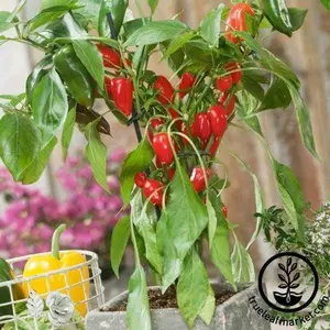Pepper Seeds - Sweet - Pretty N Red Hybrid