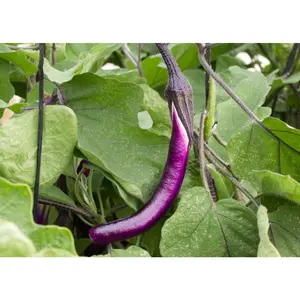 Ping Tung - Eggplant Seeds