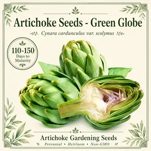 Green Globe Artichoke Seeds – Heirloom Non-GMO Perennial Vegetable Seeds