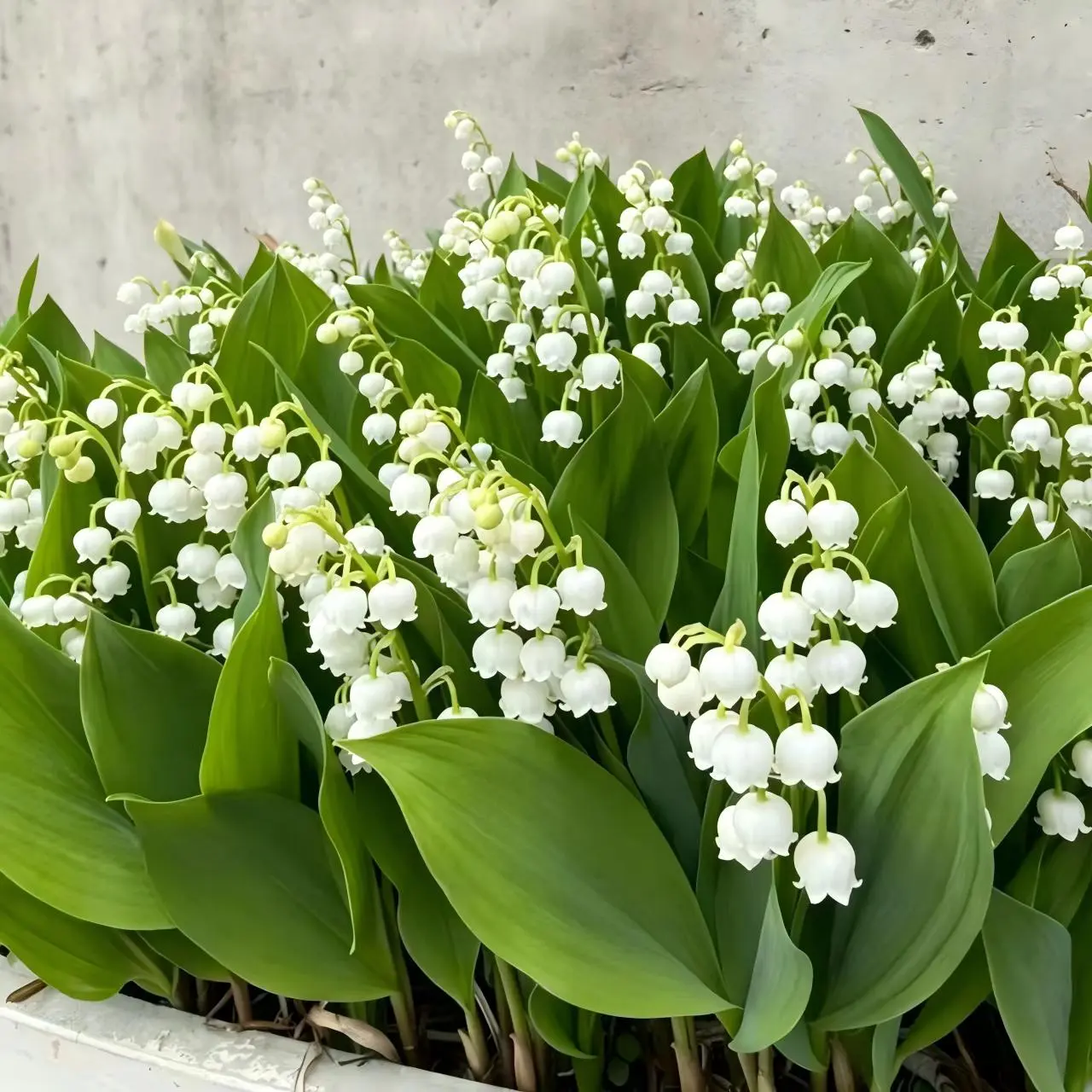 Lily of the Valley Plants - Low-Maintenance, Spring-Fragranced Garden Plants for Woodland Gardens, Container Planting