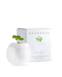 W&P The Hydropod 5-Piece Hydroponic System with Frosted Glass Hydropod & Sweet Basil Starter Kit for Desktops & Small Spaces