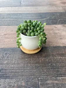 Sweet Pea - String of Pearls Potted Live Succulent