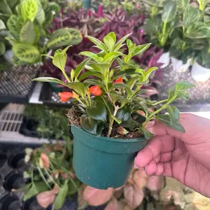 Goldfish Plant - 4 Inch