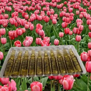 Kemaya flowers chocolate ampoule