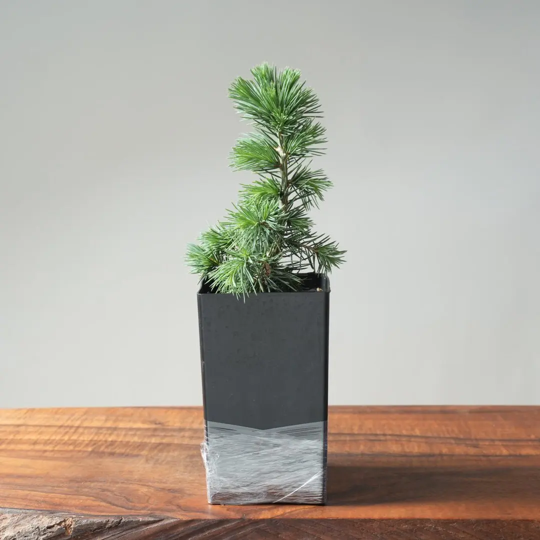 Green Atlas Cedar 2-Year Old Bonsai Starters