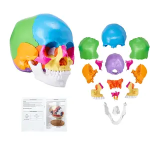 【DealsForYouDays】VEVOR Human Skull Model, 22 Parts Human Skull Anatomy, Life-Size Painted Anatomy Skull Model, PVC Anatomical Skull, Detachable Learning Skull Model, for Professional Teaching, Researching and Learning