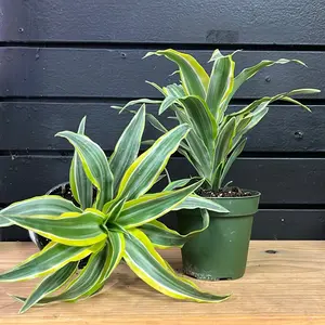 Dracaena Lemon Lime Plant 4 Inch Pot