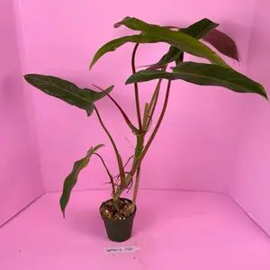 Philodendron Mexicanum 4” | Strap Leaf Philodendron | Rare Plant