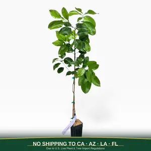 Rio Red Grapefruit Tree Decor | No Ship CA AZ LA FL | Texas’ Famous Ruby-Red Citrus