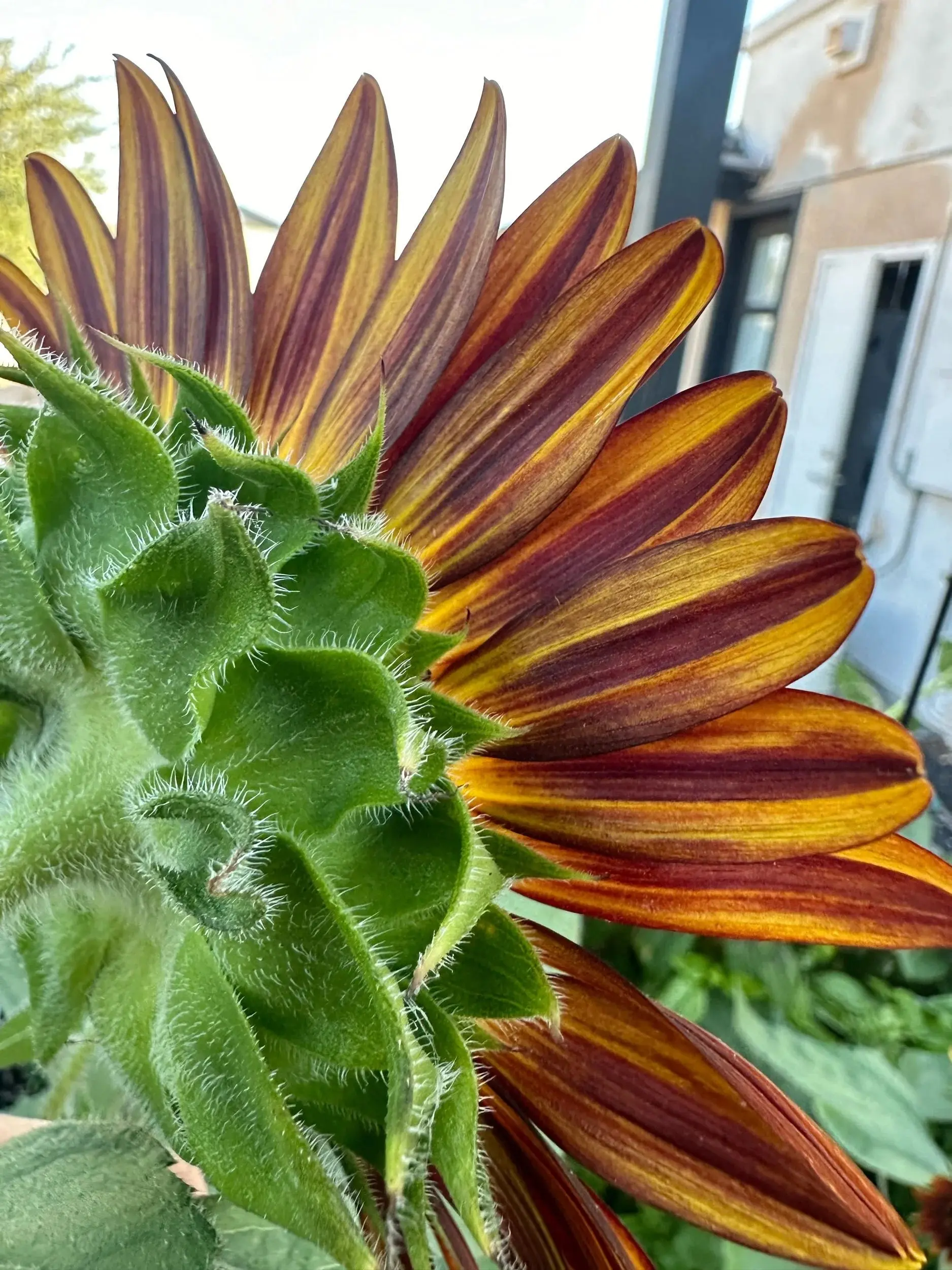 Sunflower Rouge Royal seeds Sunflower Rouge Royal seeds
