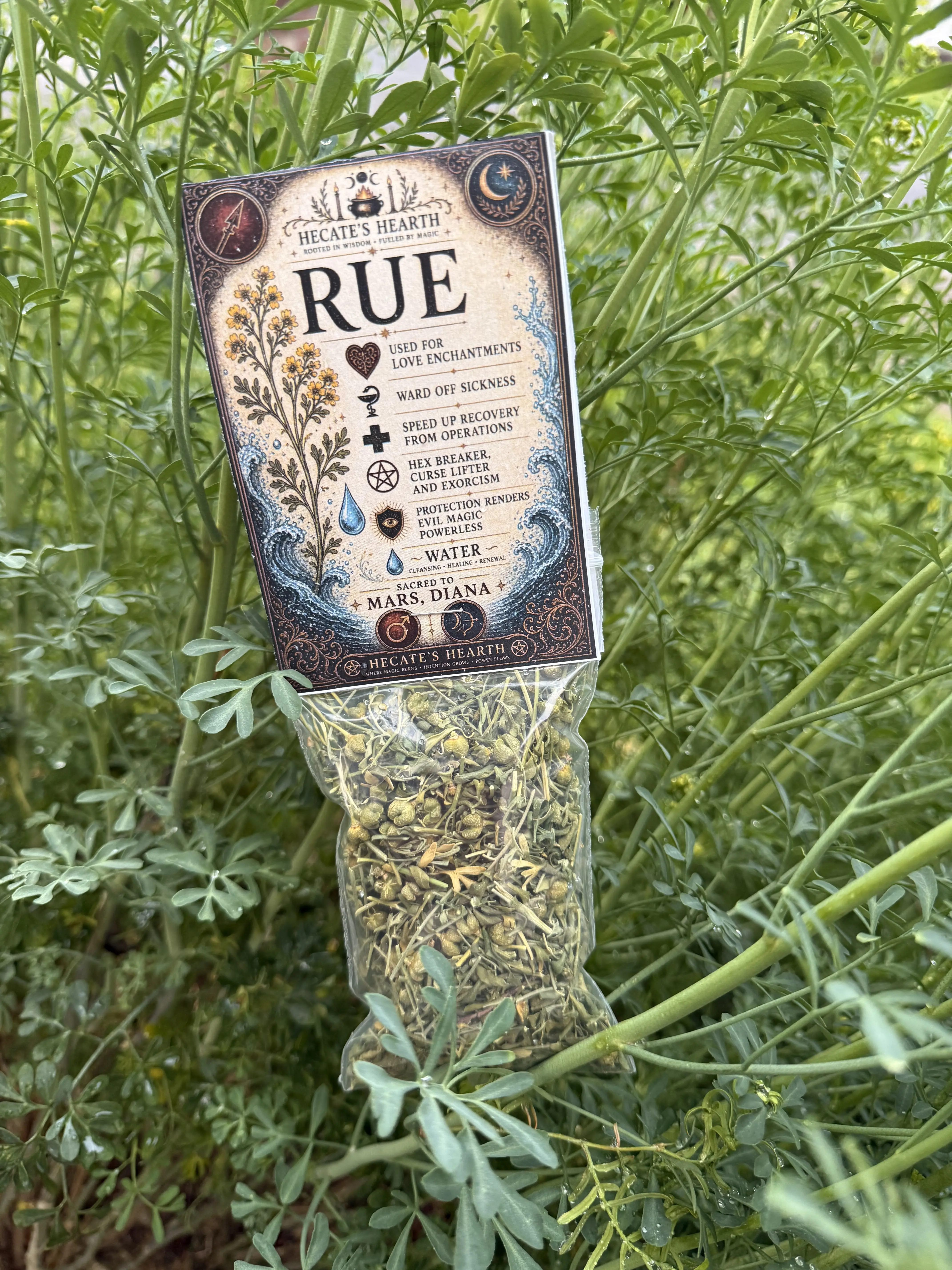 Rue Graveolens - Wild Crafted Rue