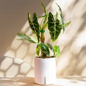 Intuitive Plants Self-Watering Planter 4" & 6" - Clear Inner Pot, Minimalist Design, Moisture Balance for Strong Roots, Oxygen Airflow, Wick System for Healthy Plants