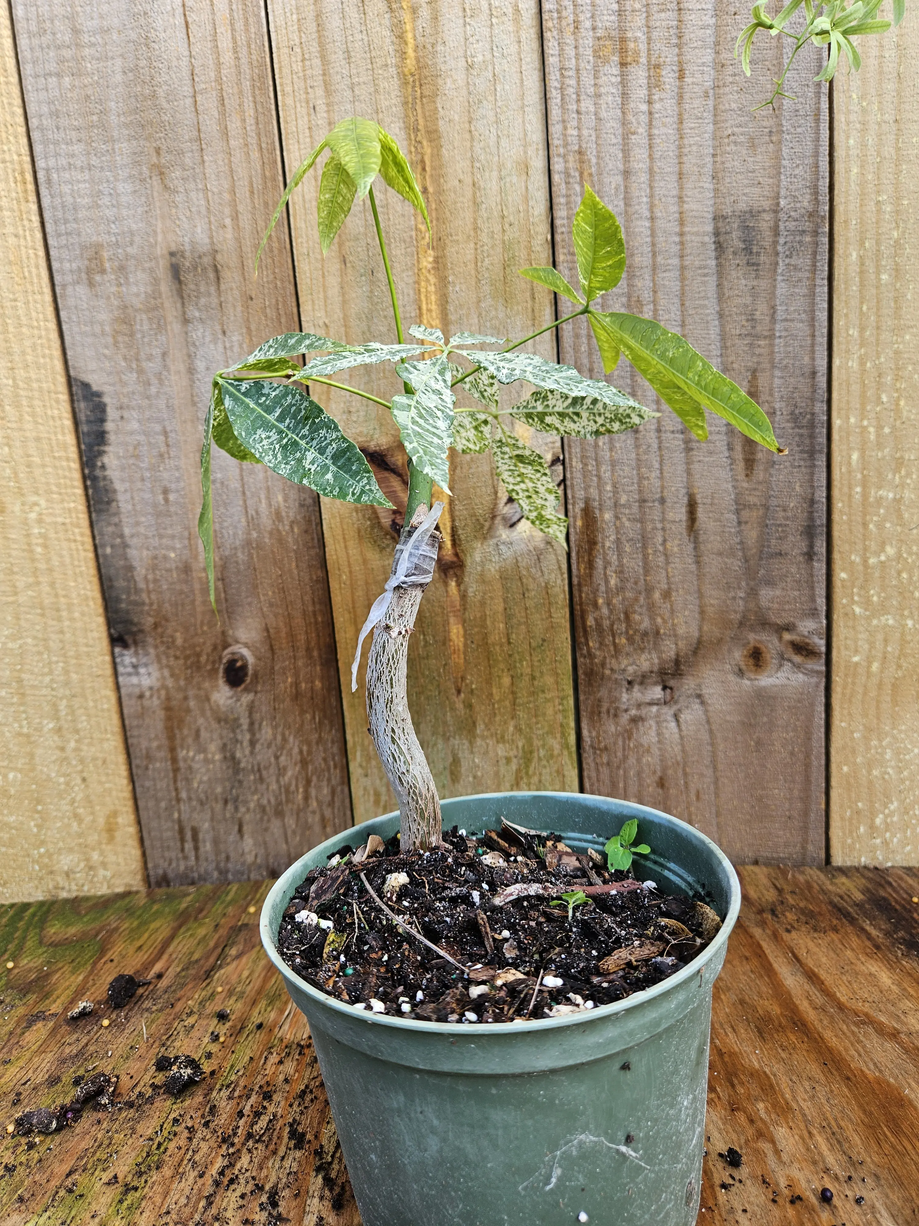 LIVE PLANT Variegated Money Tree Pachira Aquatica Grafted Plant 1ft.  Shipped from sunny Florida - TikTok Shop