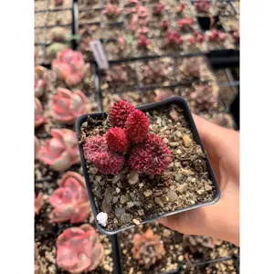 Adromischus marianae v.herrei(Lychee) - April Farm/Rare Succulents