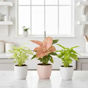 3 Different Syngonium Plants - Arrowhead Plants / 4" Pot / Live Plant