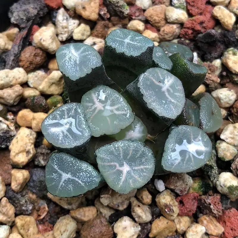 Haworthia maughanii Rare Succulent Plant Bare Root | Live Window Haworthia | Easy Care Indoor Succulent | Beginner Friendly Home & Garden Decor | Perfect Gift #Haworthia #Succulent #RarePlants #PlantTok #IndoorPlants