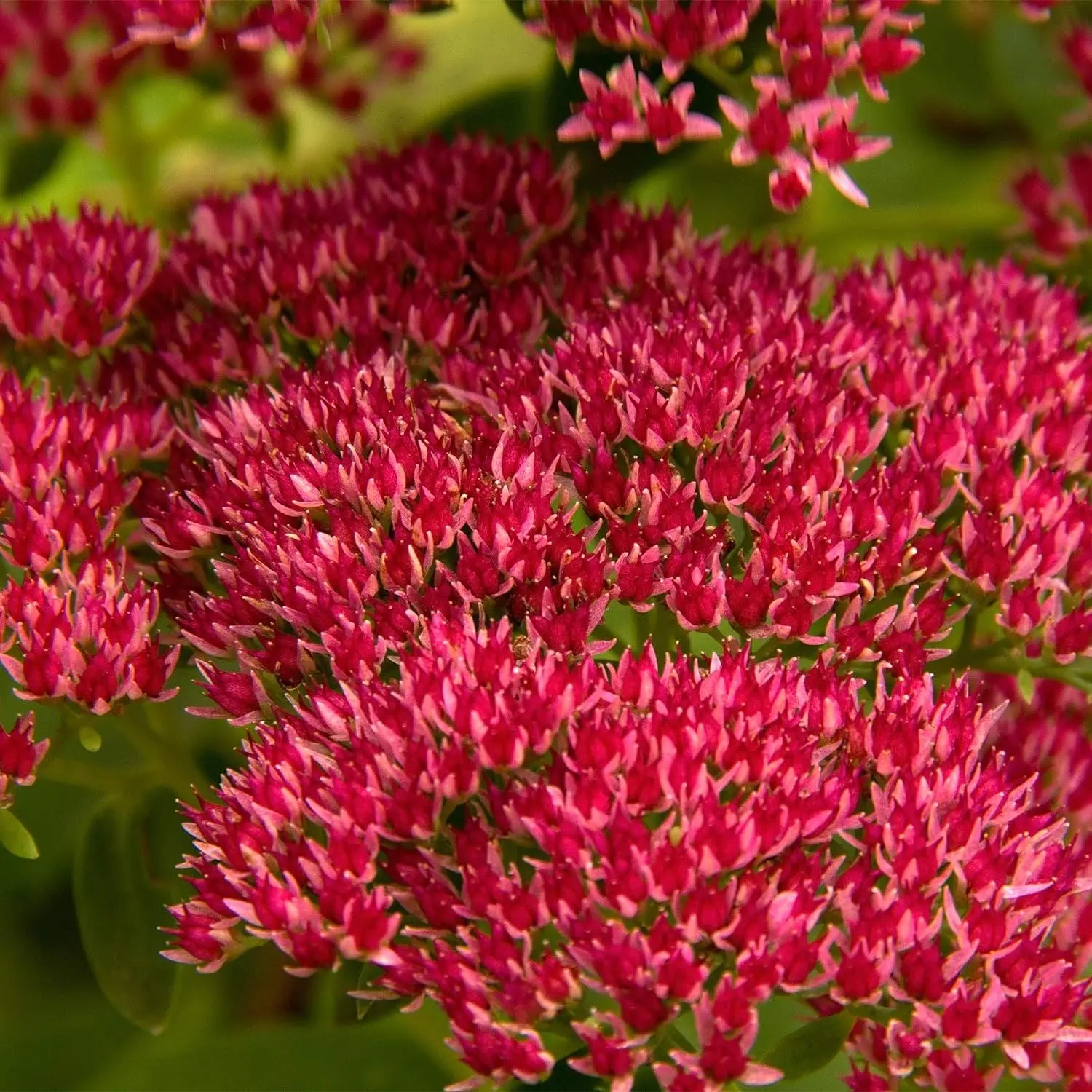 1000 Seeds Perennial Sedum Summer Glory Stonecrop Succulent Ground Cover Seeds for Planting