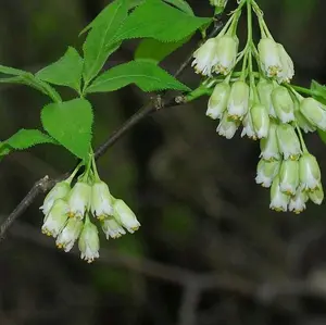 American Bladdernut (Staphylea trifolia) Seed Pack 15 Seeds Pennsylvania Ecotype