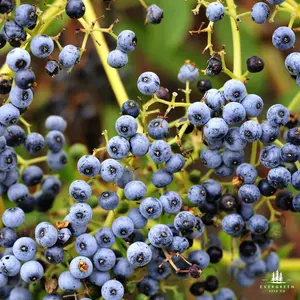 Blue Elderberry Seeds (Sambucus cerulea)