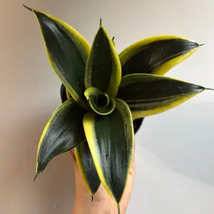 Sansevieria Hahnii golden Jade 4" pot House Plant with Unique Golden Leaves, Indoor Houseplant for Beginners & Improved Indoor Air Quality
