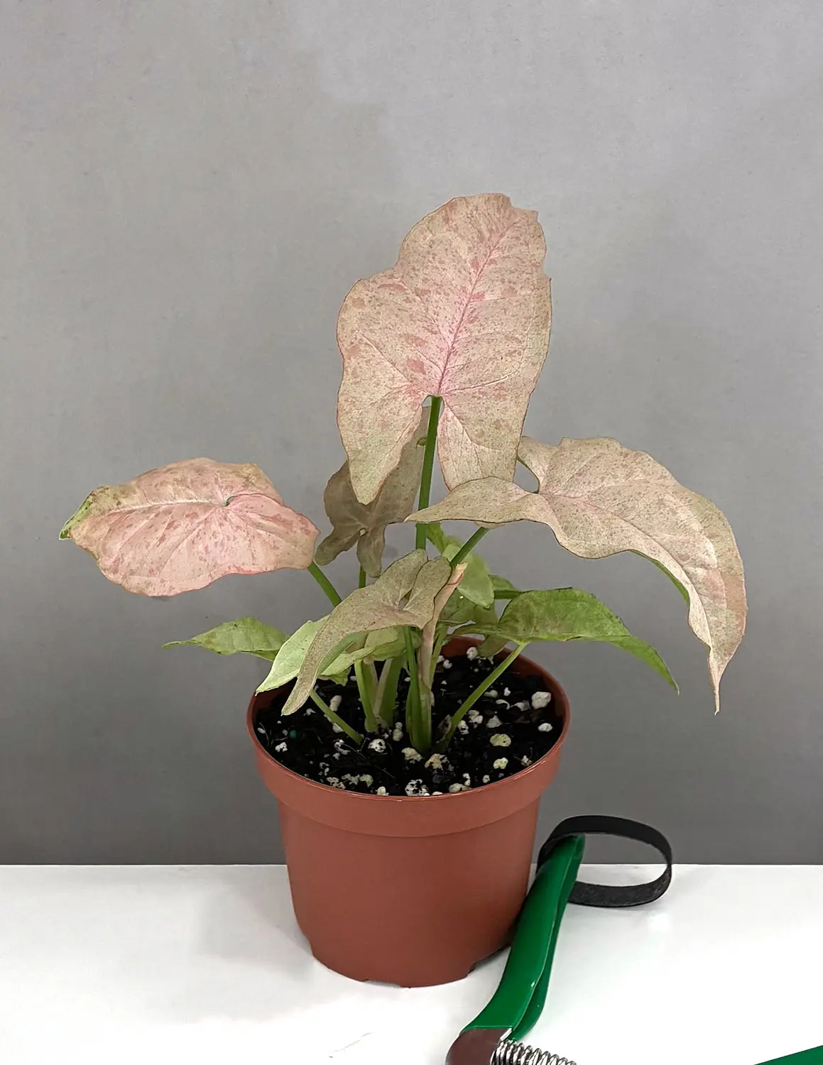 Syngonium Pink Spot