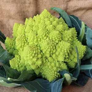 Romanesco Broccoli (Brassica oleracea var. italica 'Romanesco') Organic Seeds – Stunning Spiral Heads, Mild Nutty Flavor, Gourmet Garden Favorite
