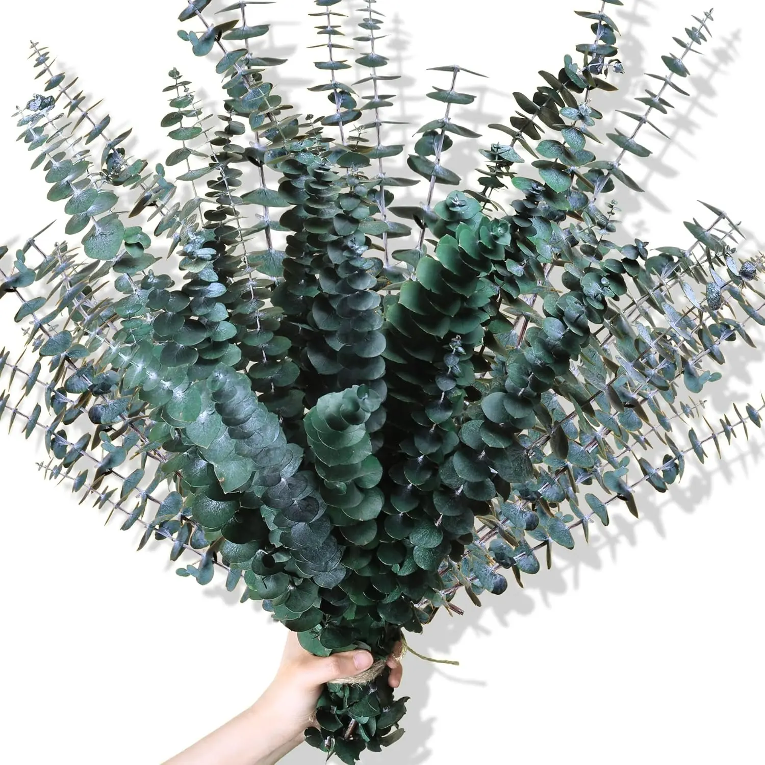 30Pcs Dried Eucalyptus Stems, 17" Real Preserved Eucalyptus Plant for Shower, Fresh Natural Branches for Vase, Eucalyptus Bundle for Home Decor, Wedding, Baby Shower, Bathroom
