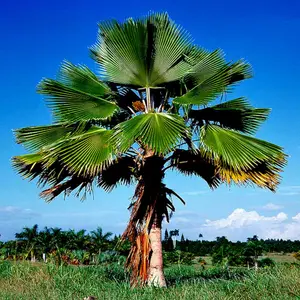 10 Fiji Fan Palm Tree Seeds (Pritchardia pacifica) Fast Growing Tropical Plant