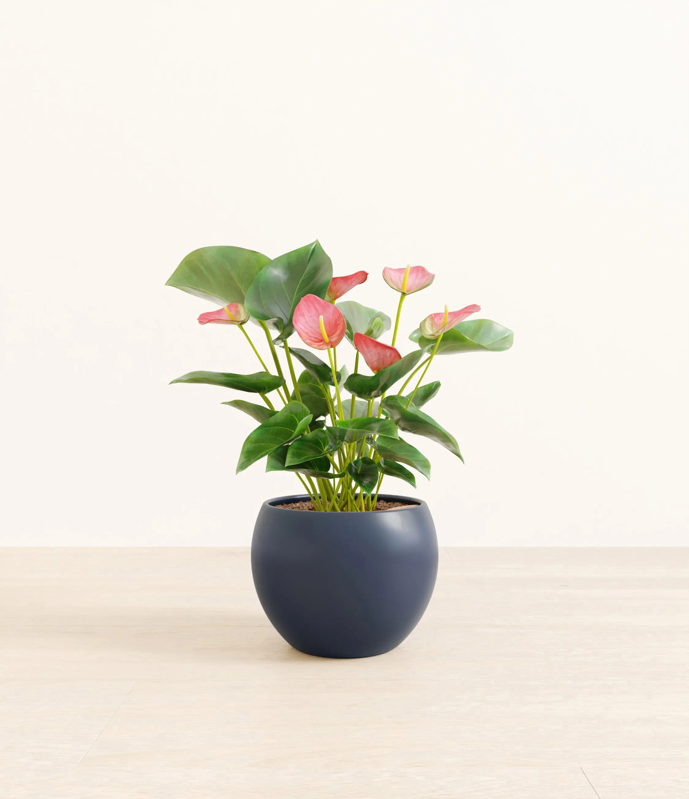 Anthurium Pink Anthurium Pink