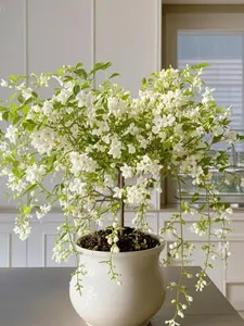 e Ca150 Jasmine Seeds Bridal Veil High Germination Nodding Clerodendron  Long Lasting Aroma for Home Garden Fragrant Blooms