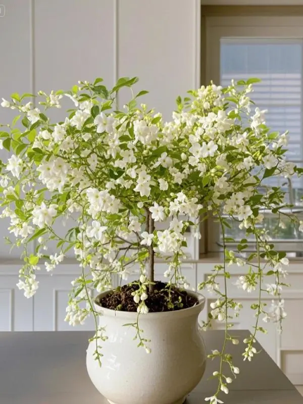 e Ca150 Jasmine Seeds Bridal Veil High Germination Nodding Clerodendron  Long Lasting Aroma for Home Garden Fragrant Blooms
