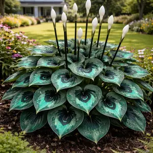 800 Hosta seeds | A shade-tolerant perennial foliage plant, easy to grow and requiring minimal maintenance, suitable for shady gardens, potted plants, and outdoor landscaping, making it an ideal choice for creating lush green ground cover.