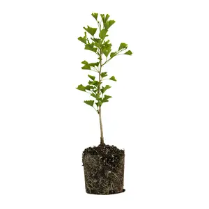 Ginkgo biloba | Large Tree Seedling