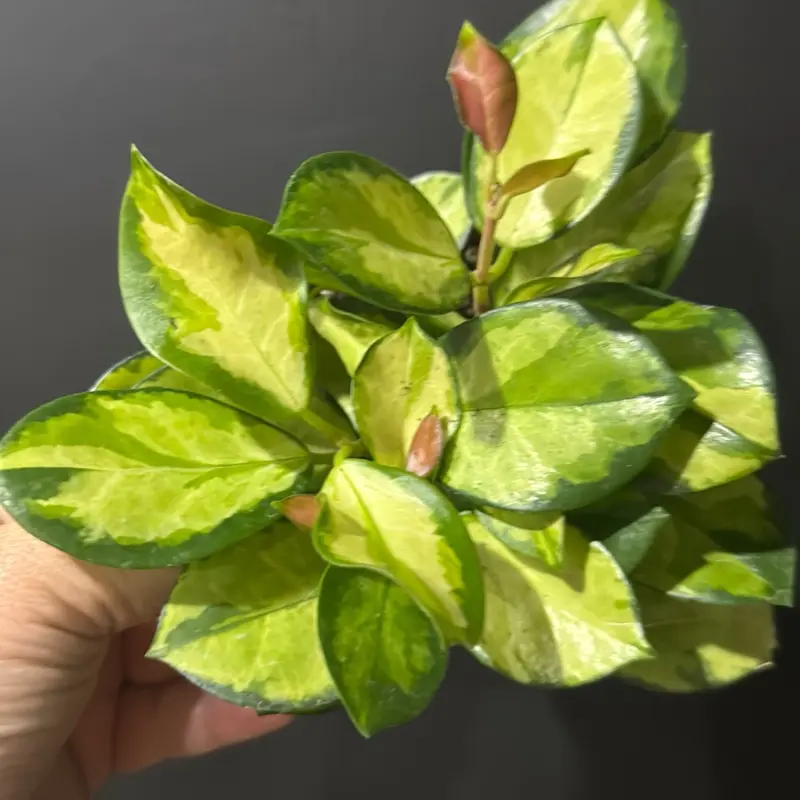 Hoya australis Lisa